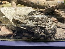 Instituto Butantan 2016 034 - „Cururu“ toad.jpg