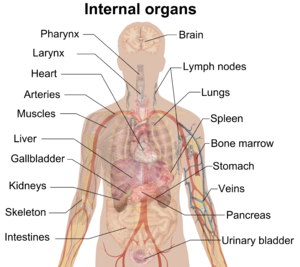 Selection of internal organs in human anatomy. (Image credit: Wikipedia)