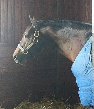 <span class="mw-page-title-main">Into Mischief</span> American Thoroughbred racehorse and sire