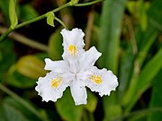 Iris confusa