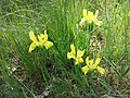 Sand-Schwertlilie (Iris humilis subsp. arenaria), in Österreich stark gefährdet[9]