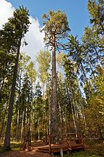 Thumbnail for Järvselja Nature Reserve