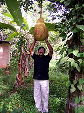 Pokok Nangka Wikipedia Bahasa Melayu ensiklopedia bebas