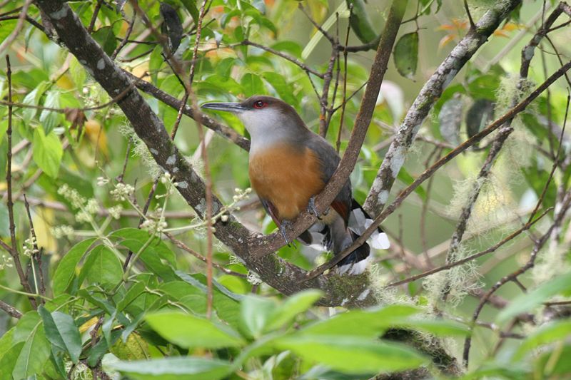 File:Jamaican Lizard-Cuckoo.jpg