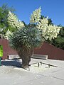 Yucca rostrata, Botanical garden of Barcelona