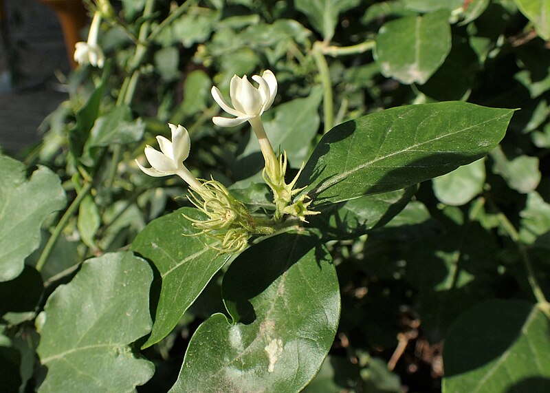 File:Jasminum sambac kz01.jpg