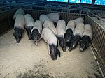 Jinhua pigs.jpg