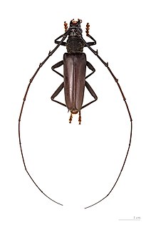 <i>Juiaparus</i> Genus of beetles