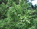 Juniperus phoenicea subsp. turbinata