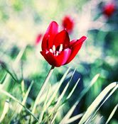 Tulipa cypria