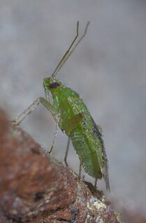 <i>Keltonia tuckeri</i> Species of true bug