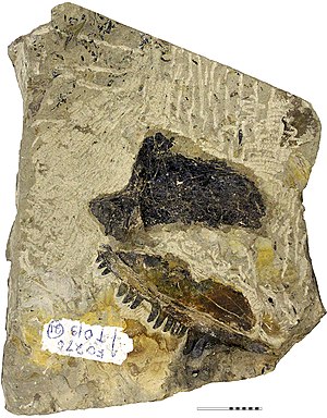 Kenomagnathus-fig1-fossil.jpg