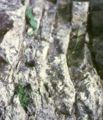 Felsen-Kugelschötchen (Kernera saxatilis)