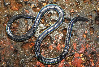 <i>Melanophidium khairei</i> Species of snake