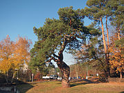 Pine Erlenbach