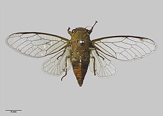 <i>Kikihia ochrina</i> Species of cicada endemic to New Zealand