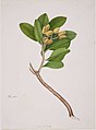 Zweig des Karaka-Baums (Corynocarpus laevigatus) mit Blättern und reifen gelben Früchten. 1842 für die New Zealand Company erstellt.