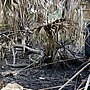 Miniatuur voor Bestand:Kissimmee Prairie Preserve State Park Florida - Kilpatrick Hammock Controlled Burn.jpg