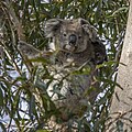 * Nomination Koala (Phascolarctos cinereus) female with joey --Charlesjsharp 10:44, 7 January 2024 (UTC) * Promotion  Support Good quality. --Plozessor 11:06, 7 January 2024 (UTC)