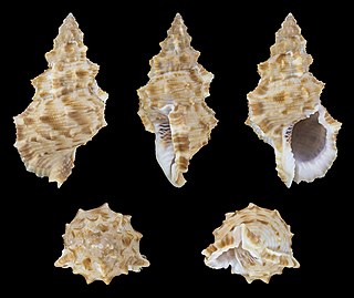 <i>Bursa fosteri</i> Species of gastropod