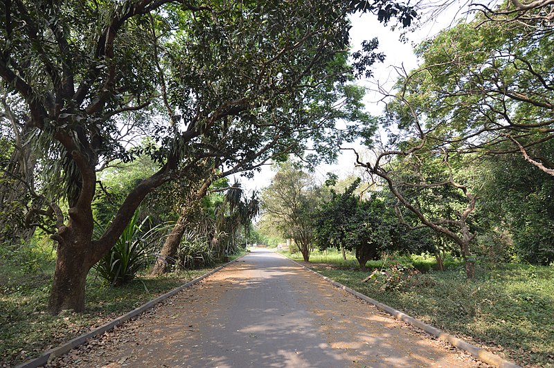 File:Kurz Avenue - AJC Bose Indian Botanic Garden - Howrah 2018-04-01 2267.JPG