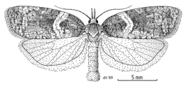 Maoritenes cyclobathra