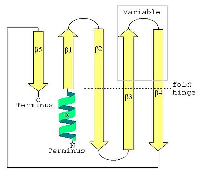 LSm secondary structure showing the N-terminal alpha helix and the five-strand antiparallel beta sheet LSm Secondary Structure.JPG