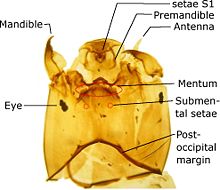 Объяснение головы L Orthocladiinae.jpg