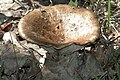 Lactarius acris