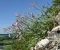 Laitue vivace (Lactuca perennis)