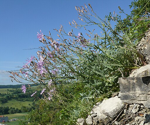 Lactuca perennis 010608