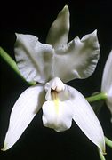 Laelia albida