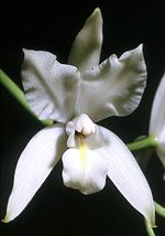 Miniatura para Laelia albida