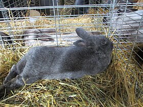 Anglický stříbrný králík na pařížské zemědělské výstavě.
