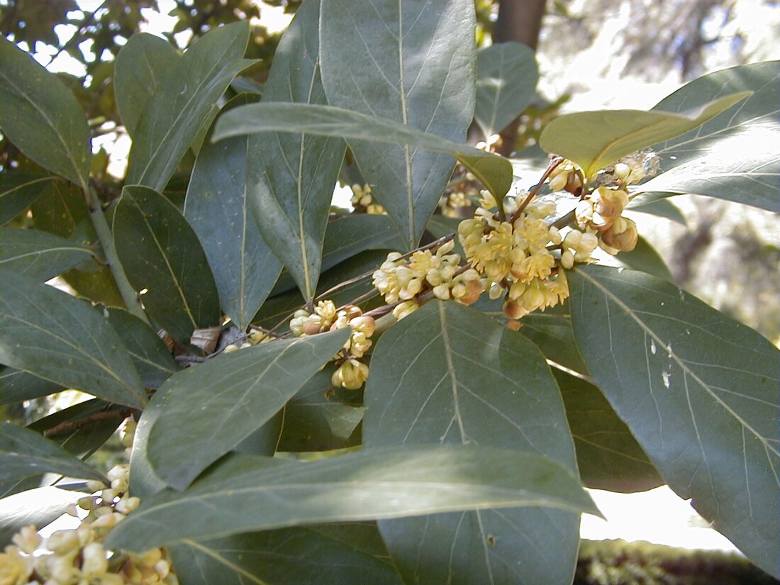 Laurus azorica