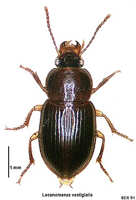 Lecanomerus vestigialis