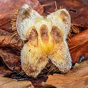 Castanea sativa (chestnut) Close-up of empty husk.