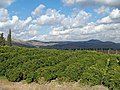 Ein Feld mit Zitronenbäumen, in Israel