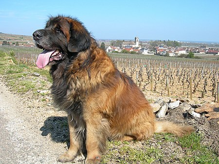 Anjing_Leonberg