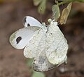 Leptosia Nina