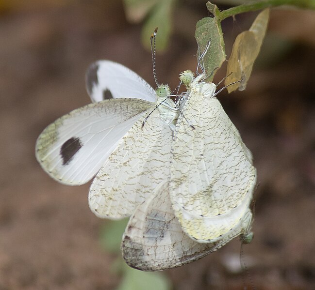 File:Leptosia nina (Psyche) 02.jpg