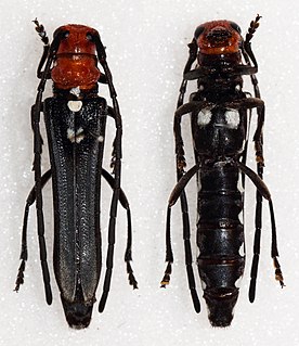 <i>Leuconitocris</i> Genus of beetles