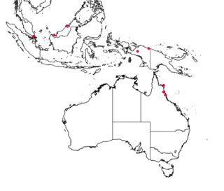 <i>Leucopogon malayanus</i> Species of flowering plant