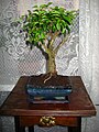 Ligustrum japonicum bonsai.