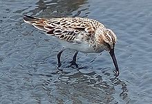 Broad billed sandpiper Limicola falcinellus Taiwan cropped.jpg