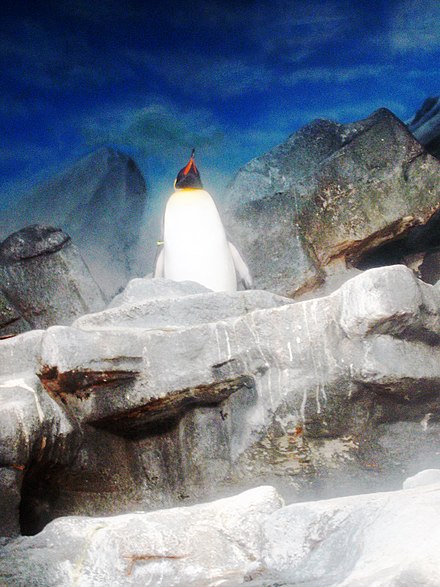 Penguin triumphant, Lincoln Park Zoo