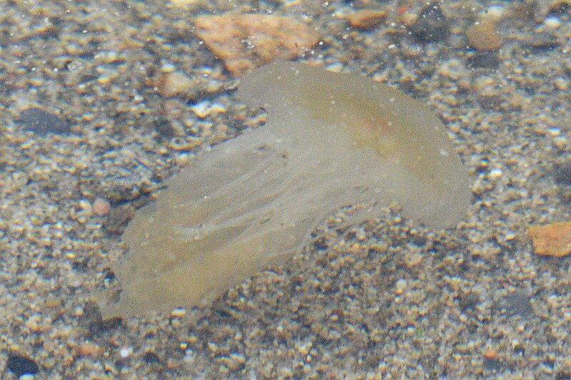 File:Lion's Mane Jelly (Cyanea capillata) - Bærum, Norway 2022-05-15.jpg