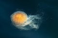 Lion's mane jellyfish in Gullmarn fjord at Sämstad 3.jpg