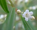 Logania albiflora