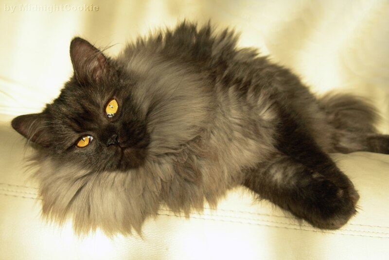 File:Lolo the Norwegian Forest Cat, lying down.jpg